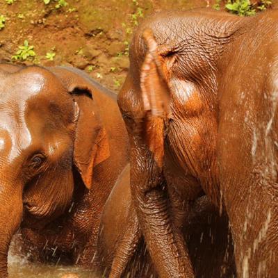 Elephant Valley