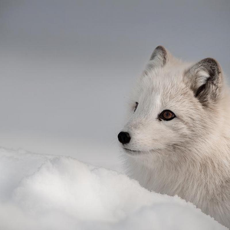 Arctic Fox