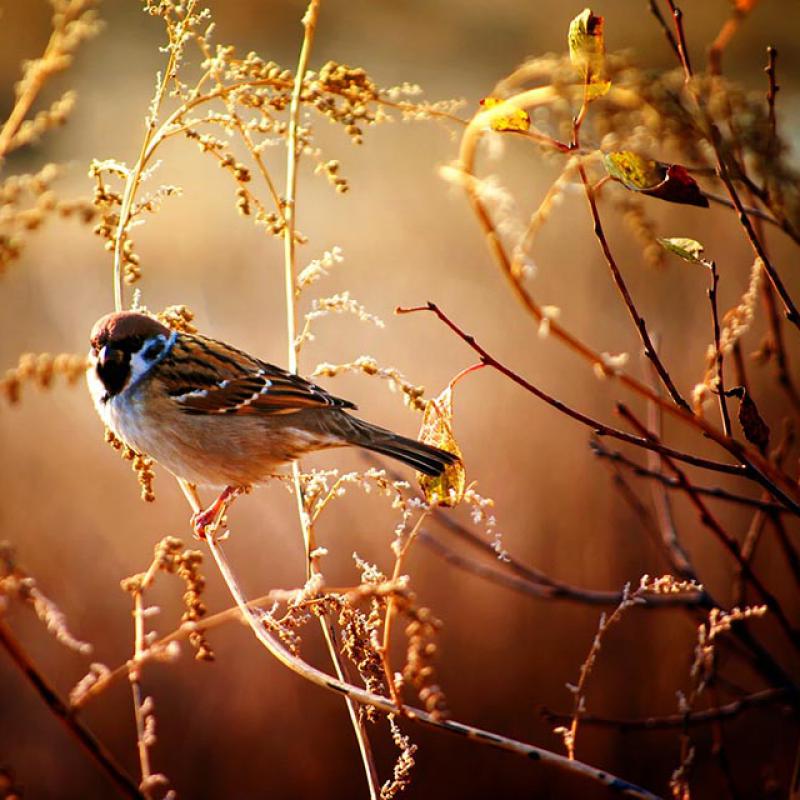 Birds Nature Wildlife