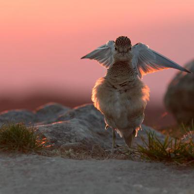 Birds Photography
