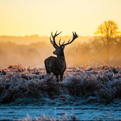Deer Sunrise