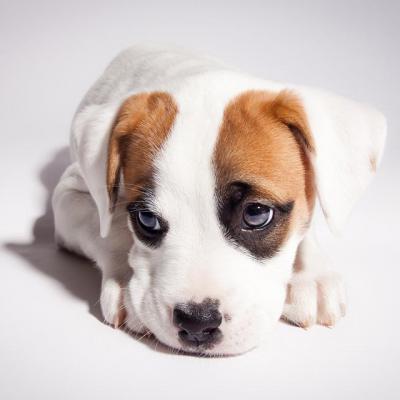 Dogs Puppy