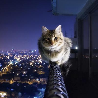 Fearless Cat