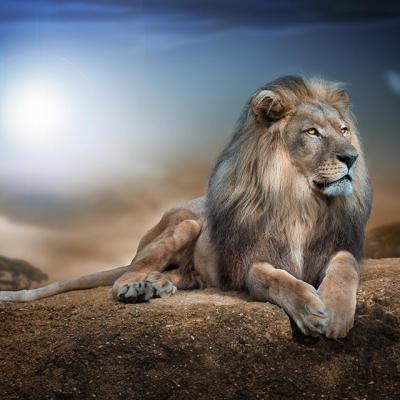 Lion King