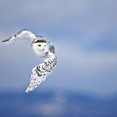 Owls Wildlife