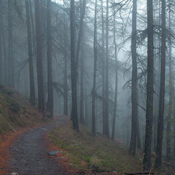 Deep Forest