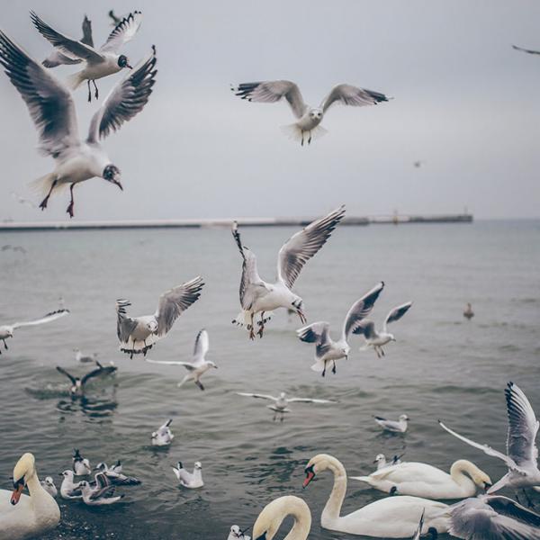 Seaguls