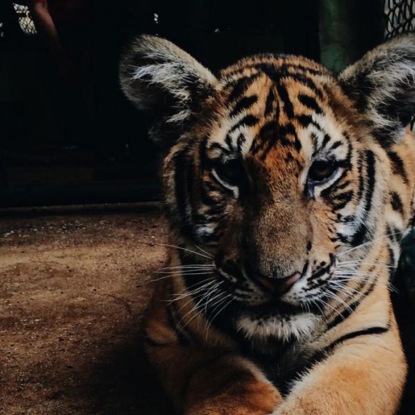 Tiger on Cage
