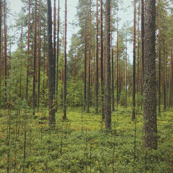Wild Forest